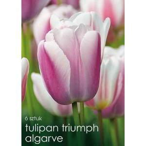 Tulipan Triumph Algarve, cebulki kwiatowe z różowo-białymi kwiatami.