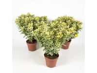 Hebe (Hebe Varieagata) - don. 12 cm