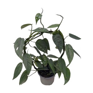 Epipremnum Pinattum Cebu Blue na łuku, wys. 40 cm, don. 12 cm