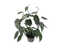 Epipremnum Pinattum Cebu Blue na łuku, wys. 40 cm, don. 12 cm