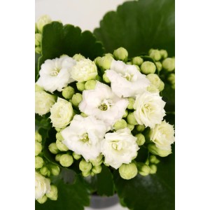 Biała Calandiva Flaming Katy w doniczce 9 cm, kwitnąca roślina doniczkowa Kalanchoe Bossfeldiana.