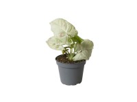 Syngonium Milk Konfetti - don. 6 cm