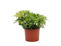 Runianka japońska (Pachysandra terminalis)