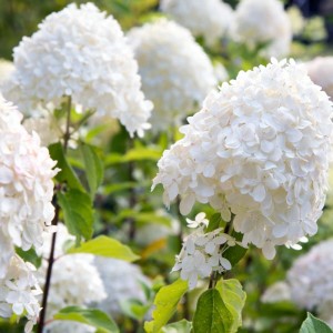 Zbliżenie białych kwiatostanów rośliny t.b.t. w ogrodzie.