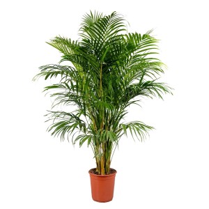 Zielona roślina doniczkowa t.b.t. w brązowej doniczce, duża roślina do wnętrz.