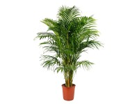 Areka (Areca) Dypsis - wys. około 140 cm don. 24 cm