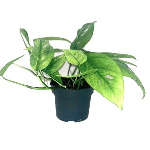 Zielona roślina doniczkowa t.b.t. w doniczce, dekoracyjny dodatek do Twojego domu.