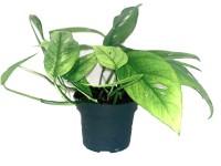 Epipremnum (Epipremnum Cebu Blue) - don. 12 cm