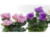 Dzwonek teksański (Eustoma sp.) - don. 10,5 cm