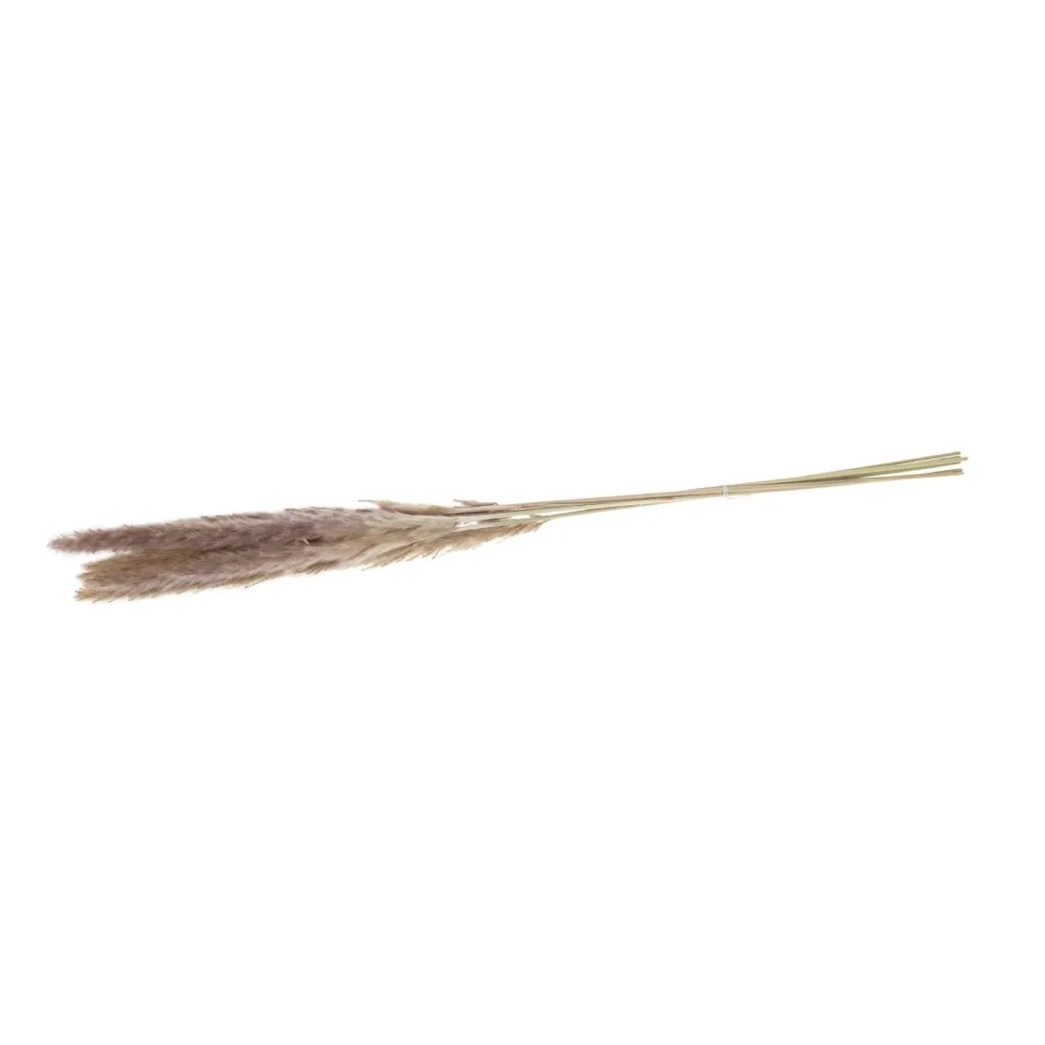 Trawa pampasowa 65-75 cm 6 sztuk