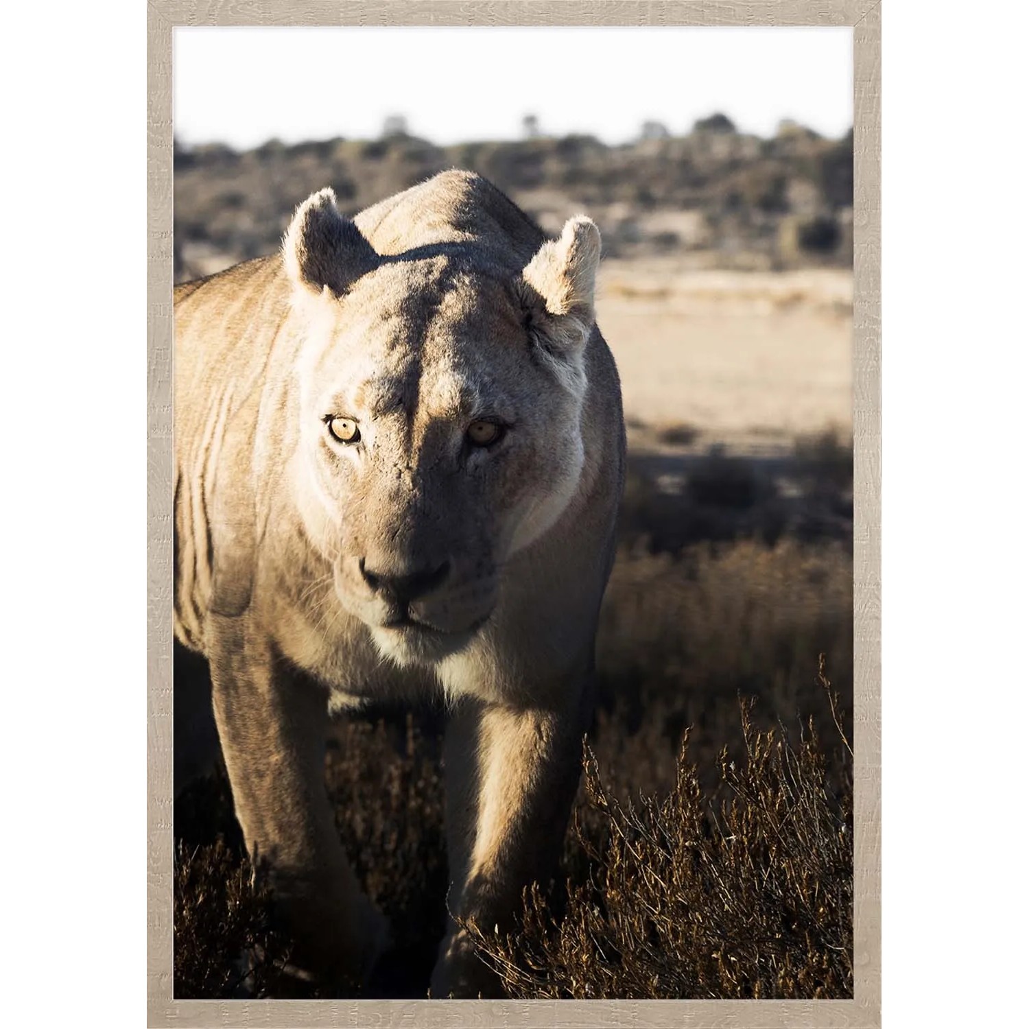 ARS LONGA Obraz LURKING LION  53 x 73 cm