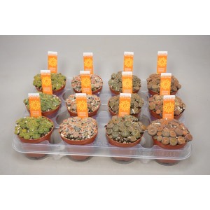 Różnokolorowe kaktusy t.b.t. w zestawie w doniczkach na tacy.