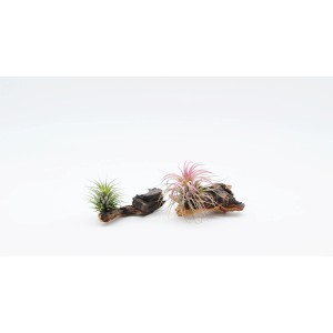 Dwie oplątwy (Tillandsia) na drewnie, jedna zielona, jedna różowa, dekoracyjne bromelie.