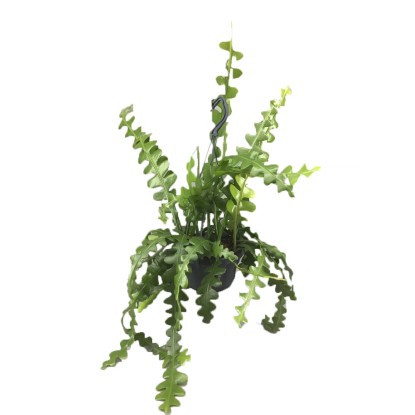 Epifilum (Epiphyllum chrysocardium) - don. 14 cm