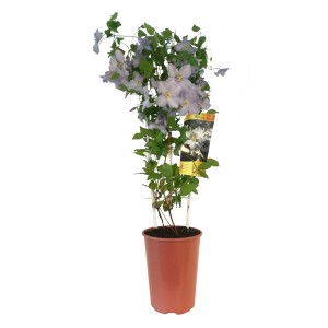 Kwitnący Powojnik (Clematis) w doniczce, delikatne fioletowe kwiaty.