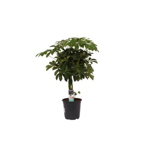 Zielona Aralia (Schefflera) w doniczce, roślina doniczkowa.