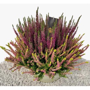 Wrzos Colour Crown w doniczce, ok. 23 cm. Mrozoodporna Calluna vulgaris z fioletowymi kwiatami.