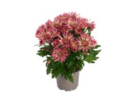 Chryzantema (Chrysanthemum) Sollinea 4 pędy mix - don. 13 cm