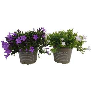 Dzwonek (Campanula) don. 12 cm