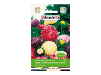 Aster chiński peoniowy mix