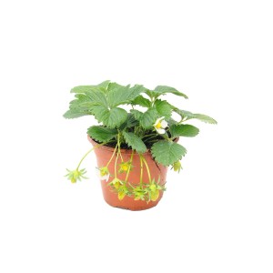 Sadzonka truskawki w doniczce z zielonymi liśćmi i małymi białymi kwiatami.