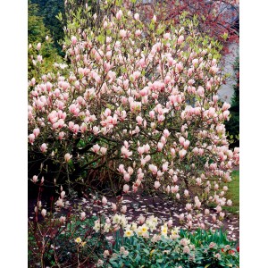 Kwitnąca magnolia z różowymi kwiatami w ogrodzie.