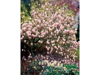 Magnolia mix