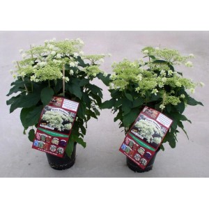 Hortensja krzewiasta (Hydrangea arborescens Hayes Starburst) don. 19 cm