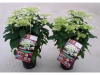 Hortensja krzewiasta (Hydrangea arborescens Hayes Starburst) don. 19 cm