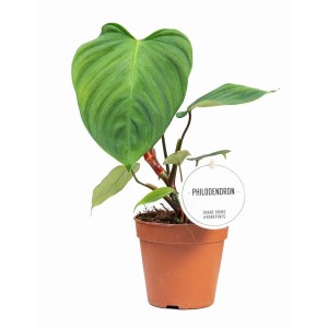 Filodendron doniczkowy z zielonymi liśćmi. Dekoracyjna roślina do Twojego domu.