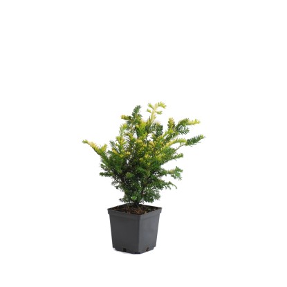 Cis w odmianach (Taxus baccata)