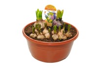 Kompozycja roślin cebulowych - don. 21 cm