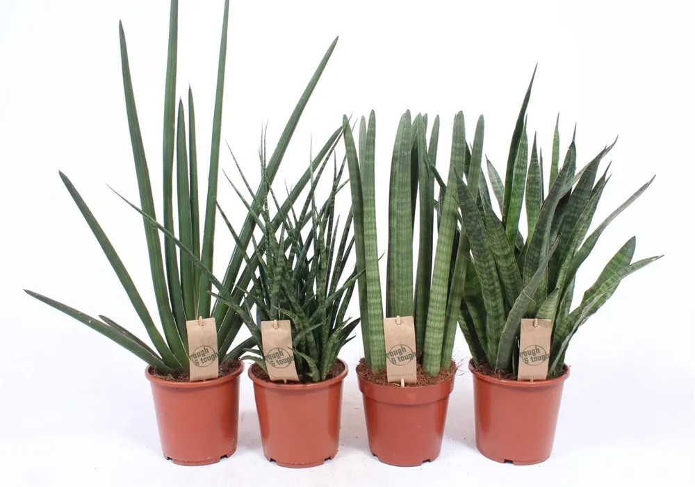 Sansevieria Luxe mix wys. 70-75cm don. 17cm