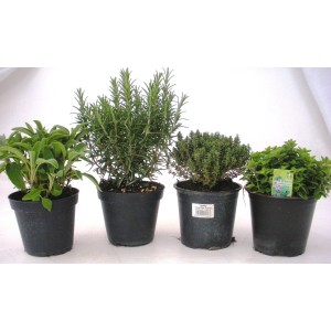 Różne zioła kulinarne (szałwia, rozmaryn, tymianek, oregano) w doniczkach.