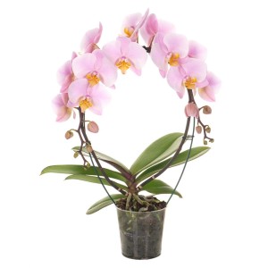 Delikatna, różowa orchidea w doniczce. Elegancka roślina doniczkowa do Twojego domu.