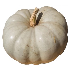 Jasna dynia jako dekoracja ogrodowa. Ozdobna dynia z żebrowaną powierzchnią.