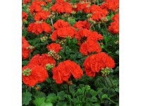 Pelargonia rabatowa  (Pelargonium zonale) w koszu