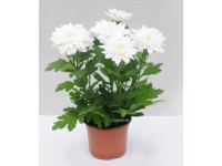 Chryzantema (Chrysanthemum sp.) don. 9 cm