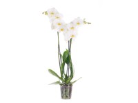 Storczyk polski (Phalaenopsis) 3 pędy - don. 12 cm