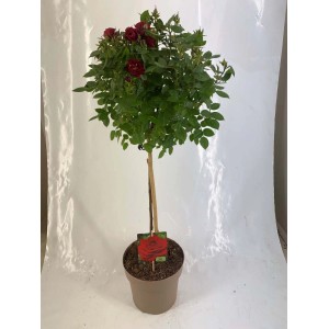 Czerwona róża rabatowa jako drzewko w doniczce.