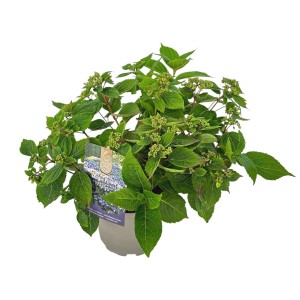 Zielona, kwitnąca roślina z kategorii 'Pozostałe rośliny kwitnące' w doniczce.