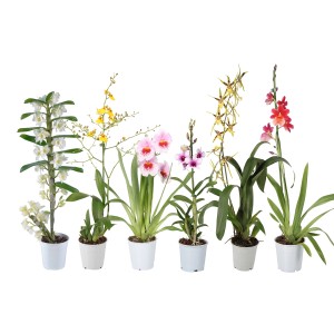 Różne kwitnące storczyki w doniczkach, kolorowa feeria kwiatów dla Twojego domu.