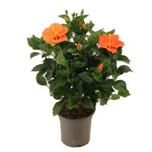 Hibiskus w doniczce z pomarańczowymi kwiatami, roślina kwitnąca do domu i ogrodu.
