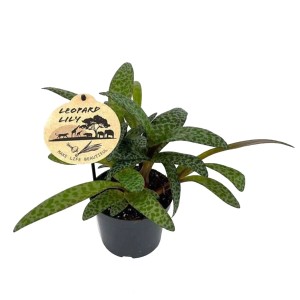 Cebulica fiołkowa (Leopard Lily Scilla) - don. 12 cm