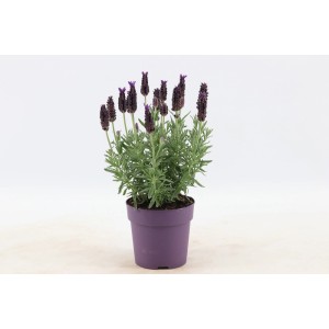 Kwitnąca lawenda w fioletowej doniczce.