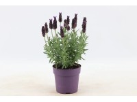 Lawenda stoechas Premiu Star wys. 25-30cm don. 12cm