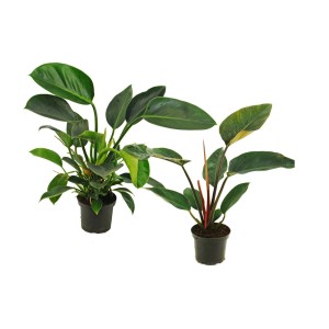 Dwie zielone rośliny doniczkowe z kategorii 'Inne rośliny zielone' w doniczkach.