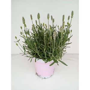 Kwitnąca lawenda w doniczce. Ozdobne, pachnące kwiaty do ogrodu i na balkon.