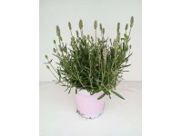 Lawenda (Lavandula Ang. Rosea) - don. 12 cm