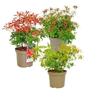 Trzy różne zimozielone pierisy japońskie (Pieris japonica) w doniczkach.